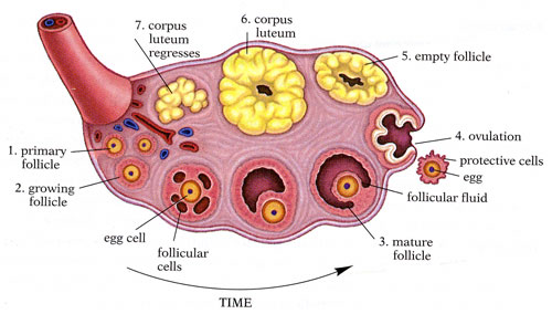 ovuláció peteérés és menstruáció